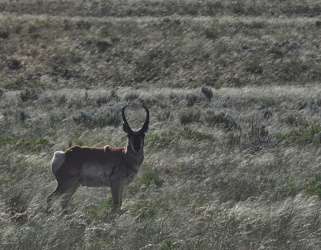 pronghorn